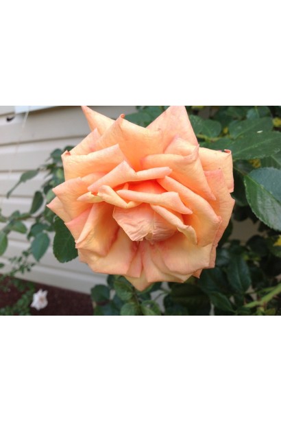 Квітка троянди Barock з ніжним персиковим відтінком